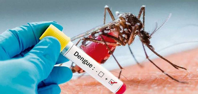 Mosquito del dengue